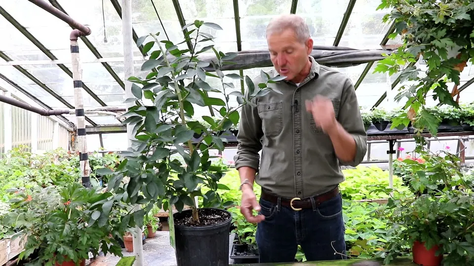 Jamie Dockery of University of Kentucky Extension standing in a greenhouse beside a potted plant, from the video Fungus Gnats | Houseplant Pests