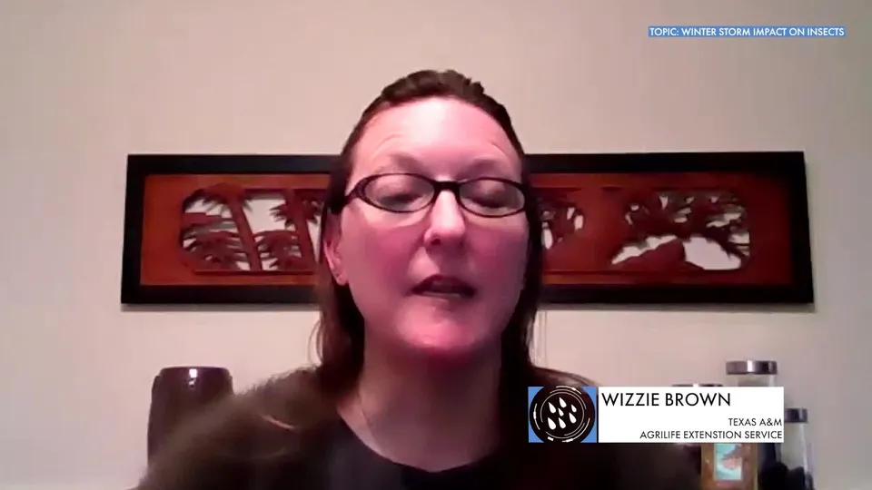 Title image of the KXAN video Weather Q&A: Will insects be a problem after the winter storm?