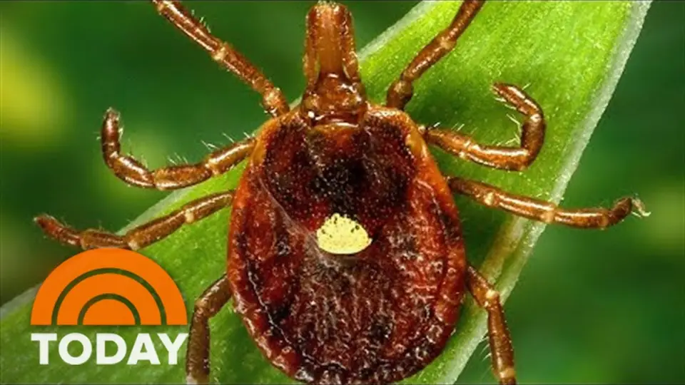 Still from a TODAY show report showing a lone star tick on a blade of grass