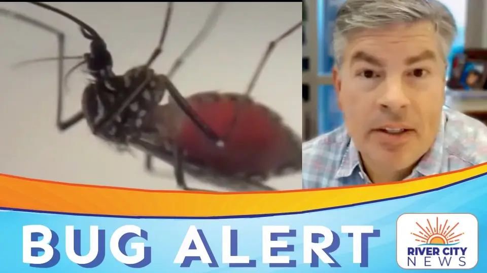 Still from a KCWX 2 news report showing a close-up of a mosquito