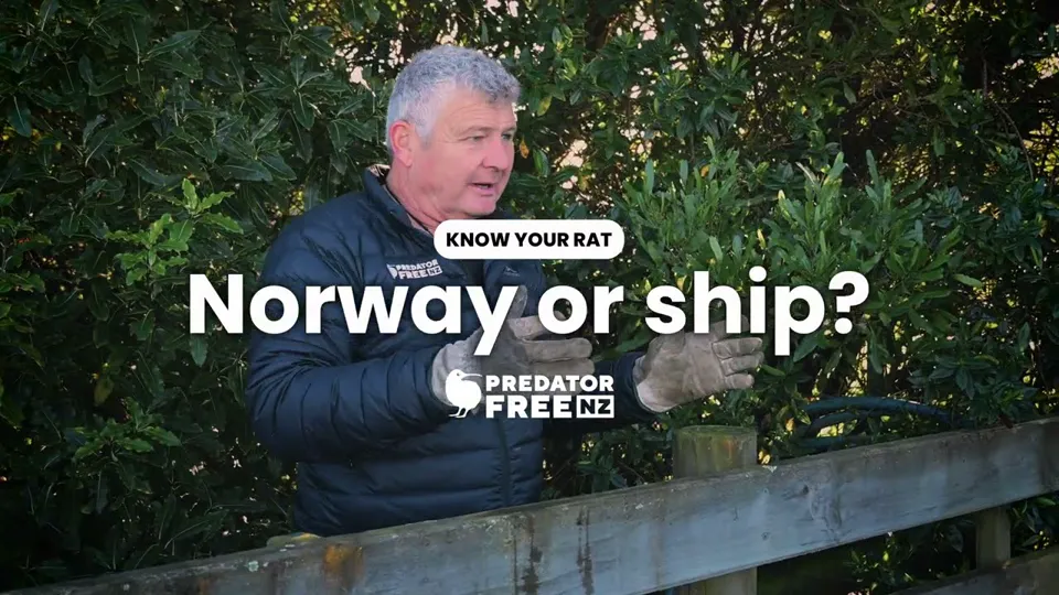 Title card of the Predator Free NZ Trust video Norway rat or ship rat? Know the difference and how to identify