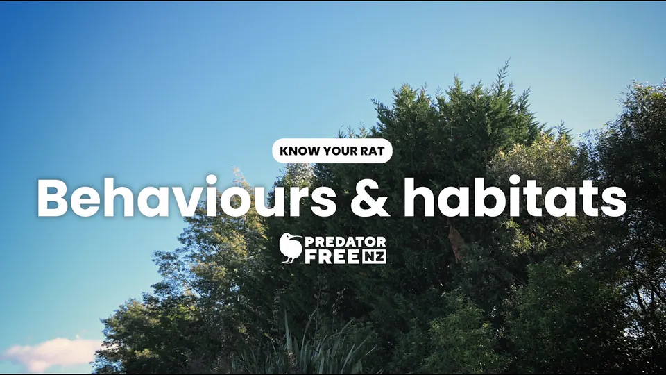 Title card reading Know your rat, Behaviours and habitats, over tall trees against a blue sky