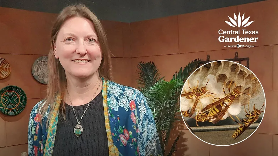 A Texas A&M AgriLife entomologist in the Central Texas Gardener studio beside a close-up of paper wasps on an open comb