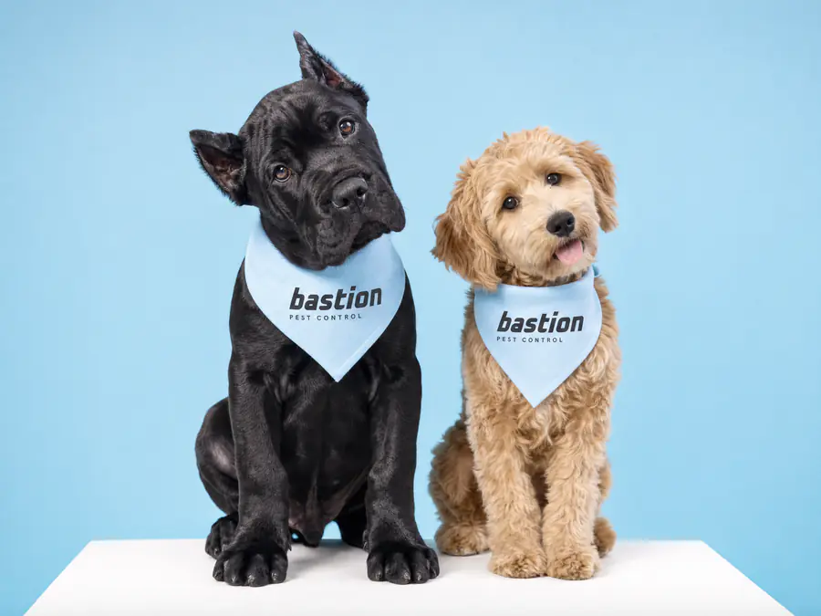 Black Cane Corso puppy and tan doodle puppy wearing light blue Bastion Pest Control bandanas, mascots for pet friendly pest control in Austin, TX