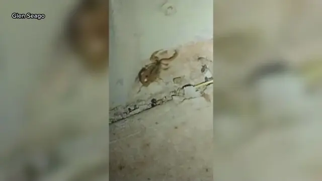 Still from a KCEN News report showing a striped bark scorpion climbing a bedroom wall in Central Texas