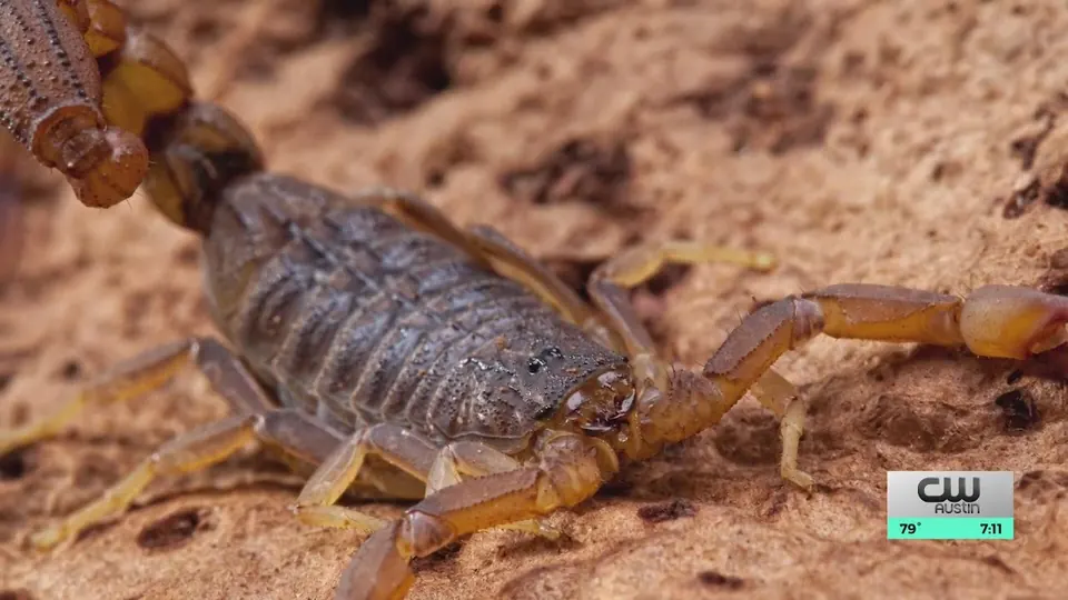 Close-up still from a KXAN news report showing a tan scorpion with a dark back on reddish rock