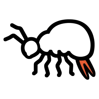 Illustration of a springtail, springtail control in Austin, TX