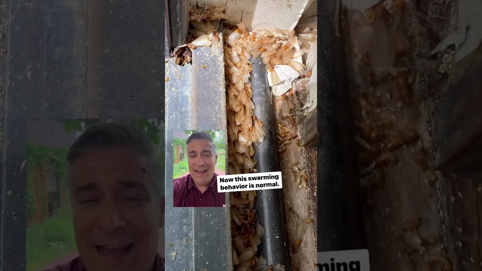A Mississippi State Extension entomologist beside a close-up of termite swarmers in a door frame