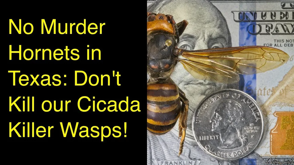 Title card reading No Murder Hornets in Texas beside a giant hornet specimen next to a quarter on a hundred-dollar bill for scale