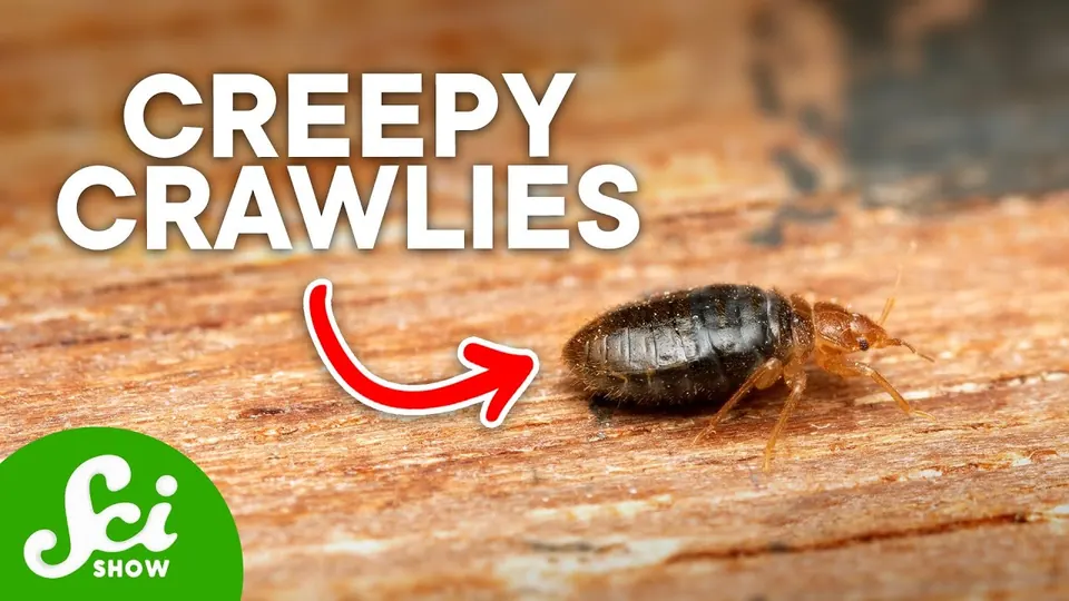 Title still from the SciShow episode about bed bugs, showing the presenter beside an illustrated bed bug