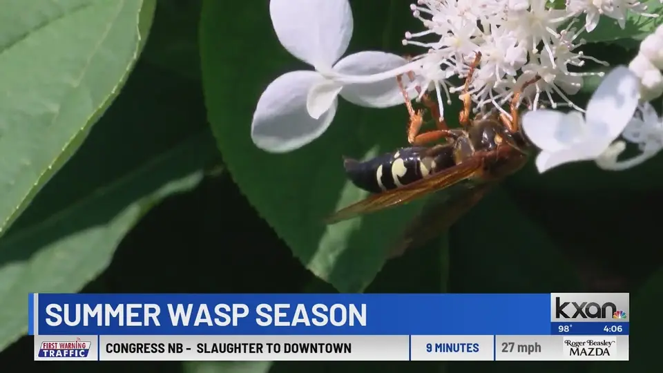 Still from a KXAN news report on when wasp season ends in Central Texas