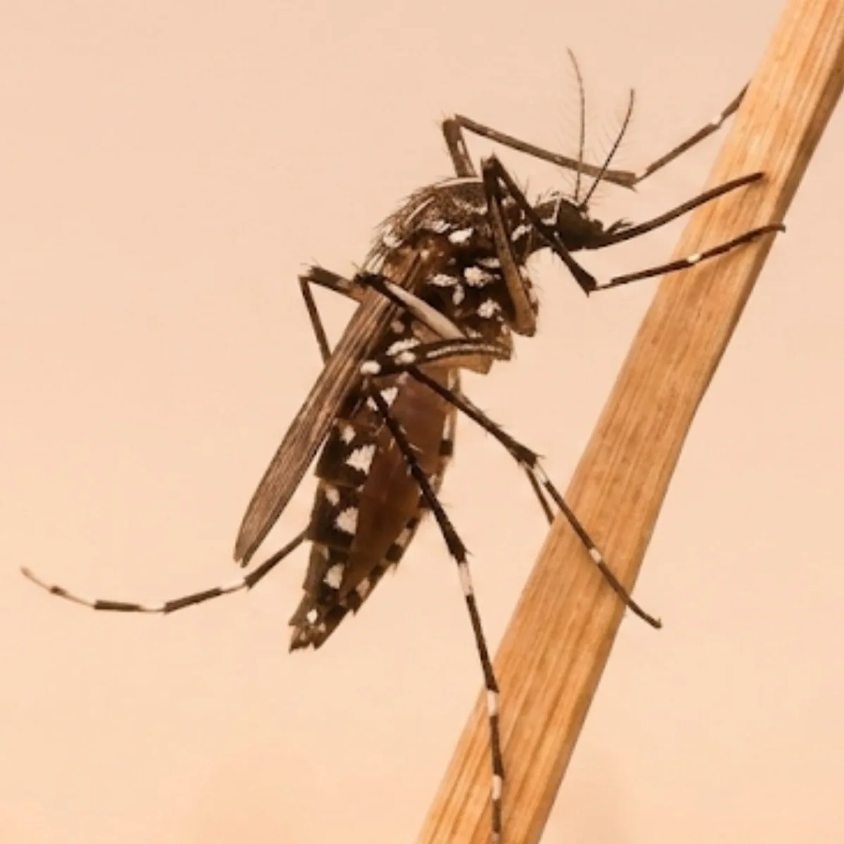 Asian tiger mosquito (Aedes albopictus) on a dry stem, showing the single white stripe down its back and banded legs