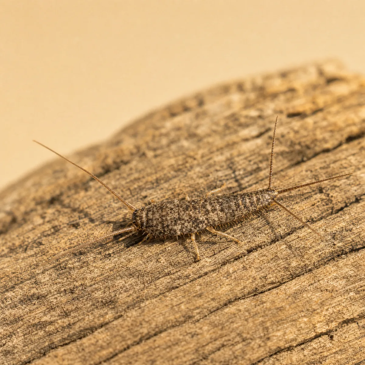 Firebrat on weathered wood, showing its flat mottled gray and brown body, long antennae and three tails