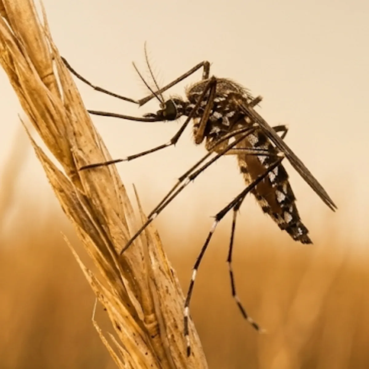 Floodwater mosquito (Aedes and Psorophora) perched on a dry stem, showing its long legs and pale-banded abdomen