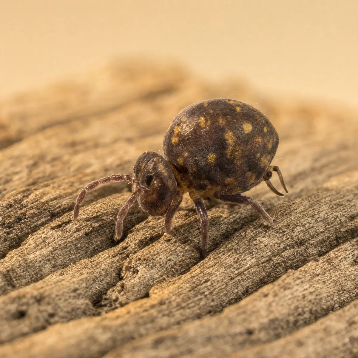 Garden springtail on weathered wood, showing its round dark globular body, short antennae and folded jumping tail