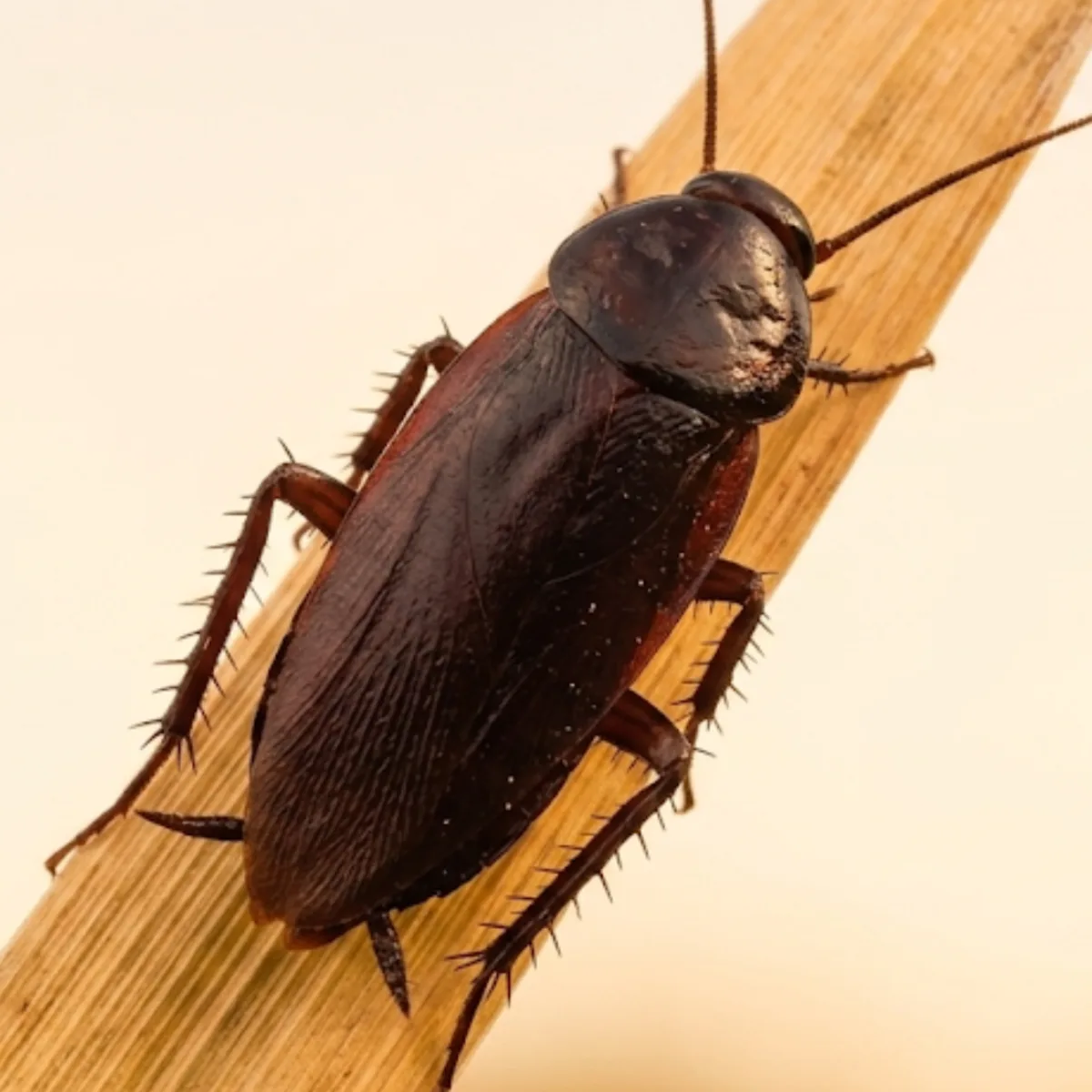 Smokybrown cockroach (Periplaneta fuliginosa) on bark, showing its uniform glossy dark mahogany body