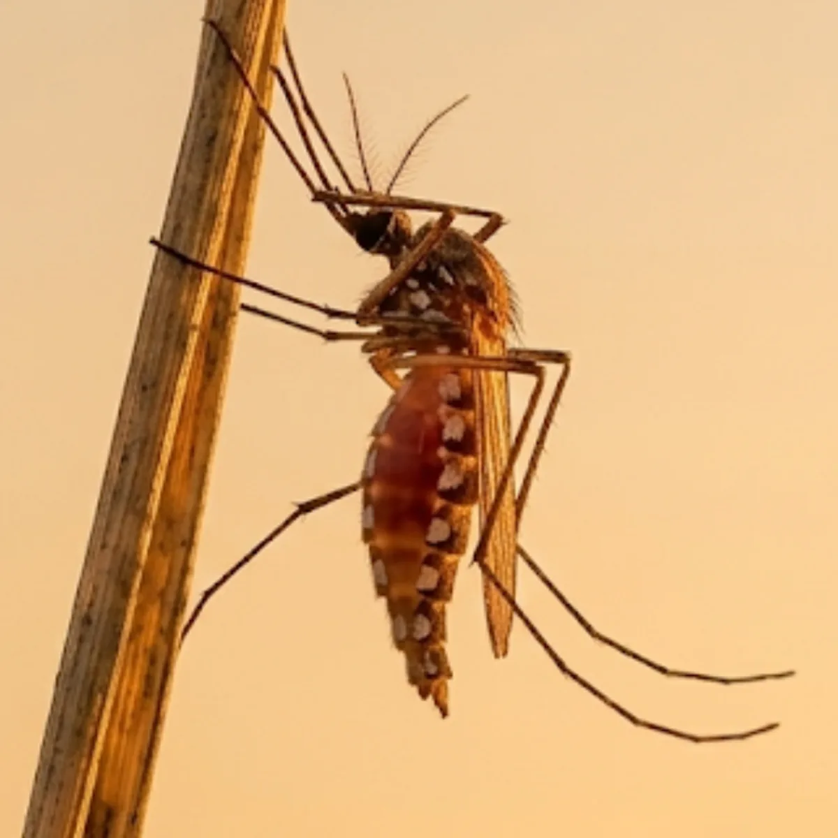 Southern house mosquito (Culex quinquefasciatus) resting on a dry stalk, showing its plain brown body