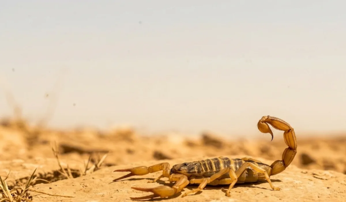 Striped bark scorpion (Centruroides vittatus) on rocky ground with its tail curled, showing the two dark stripes down its back