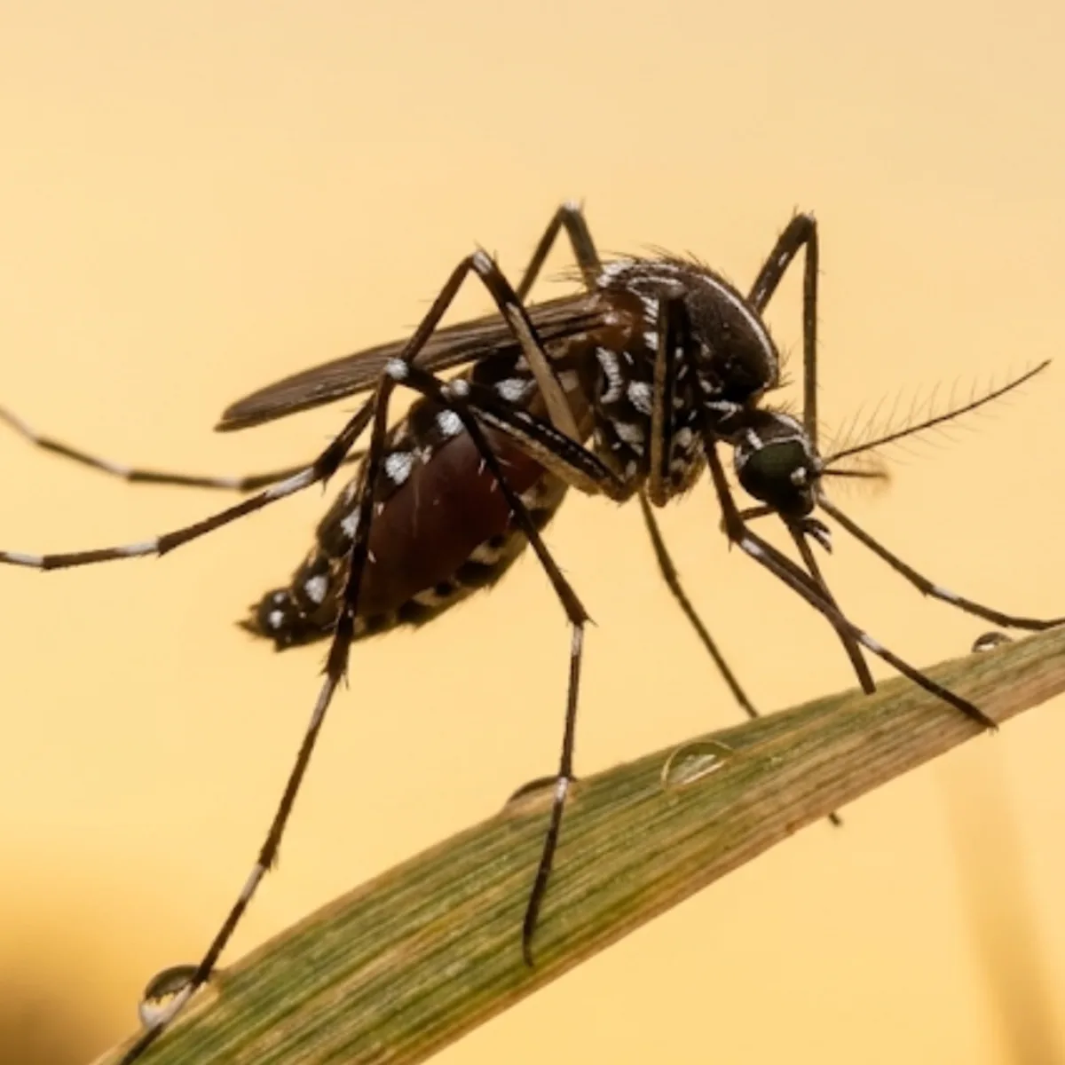 Yellow fever mosquito (Aedes aegypti) on a green blade of grass, showing its white-marked legs and patterned thorax